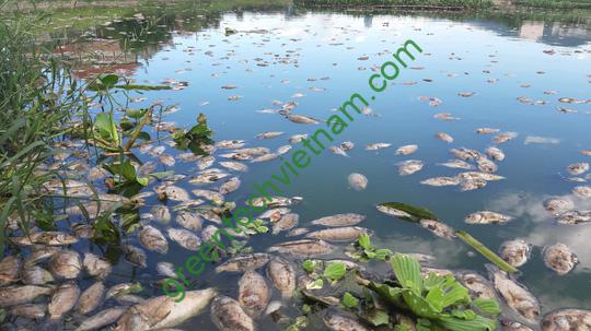 ca chet xep lop 1562248292942844445612